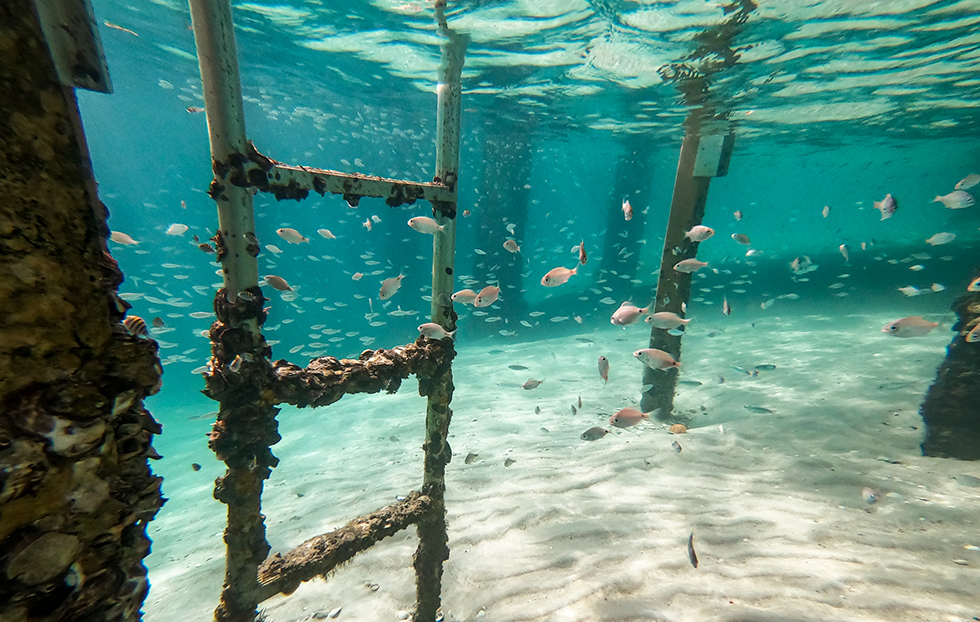 Explore Peanut Island with Kids
