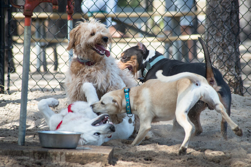 A small pack of dogs play at a public, off-leash dog park.