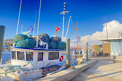 sponge docks