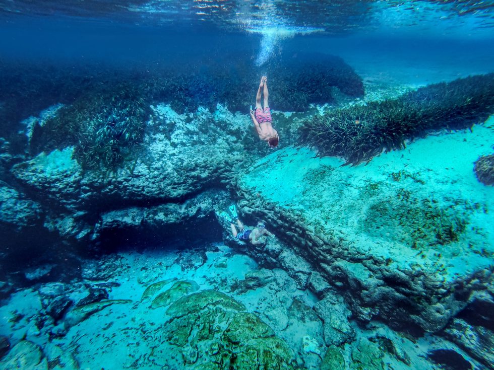 Alexander Springs Westchase WOW